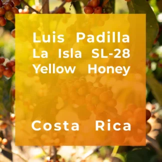 LUIS PADILLA, La Isla SL-28 Yellow Honey