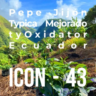 ICON 43 – Soledad, Typica Mejorado tyOxidator - RD: 02/07/24